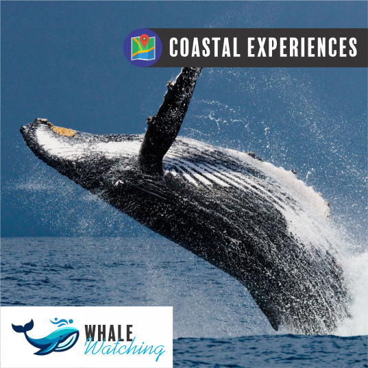 Whale Watching